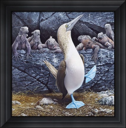 Framed Blue Footed Boobies Print