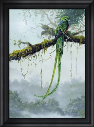 Framed Resplendent Quetzal Print