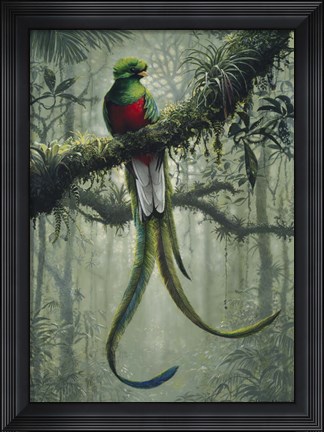 Framed Resplendent Quetzal 2 Print