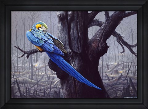 Framed Blue And Yellow Macaw In Burned Forest Print