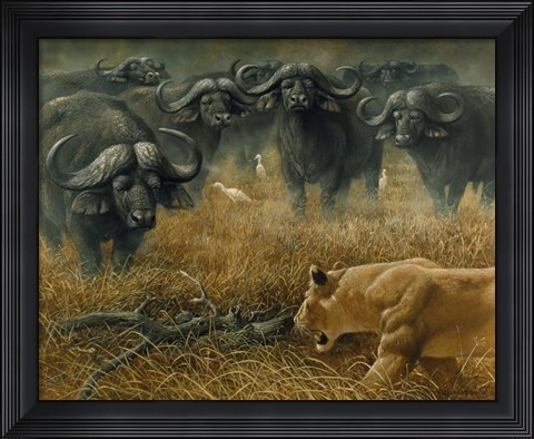 Framed Lioness And Cape Buffalos Print
