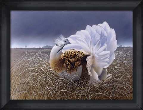 Framed Great Bustard Print