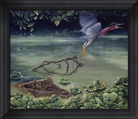 Framed Caiman And Green-Backed Heron Print