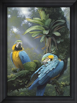 Framed Blue And Yellow Macaws Print