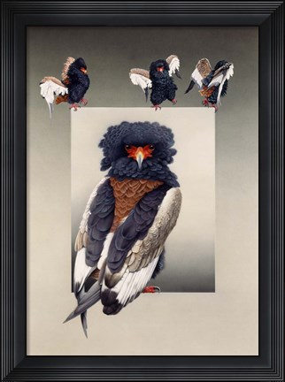 Framed Bateleur ( African Eagle ) Print