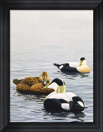 Framed Common Eider Print