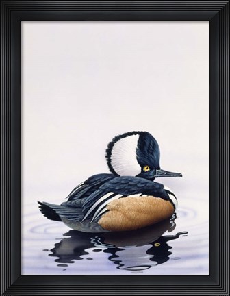 Framed Hooded Merganser Print
