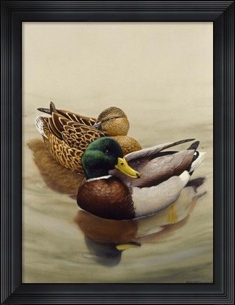 Framed Mallard Print