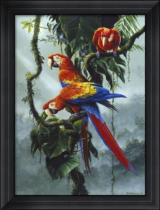 Framed Red And Yellow Macaws Print