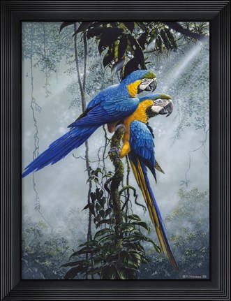 Framed Blue And Yellow Macaws 2 Print