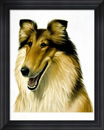 Framed Smiling Colli Print