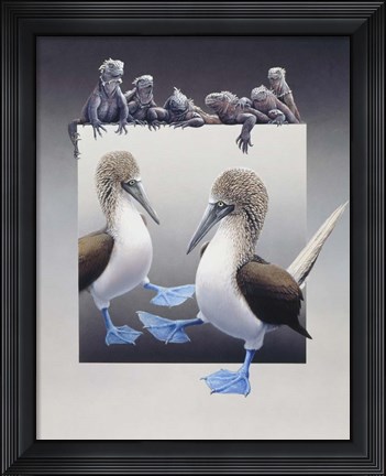 Framed Bluefooted Boobies And Marine Iguanas Print