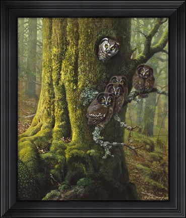 Framed Tengmalms Owls Print