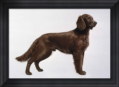Framed Irish Setters Print
