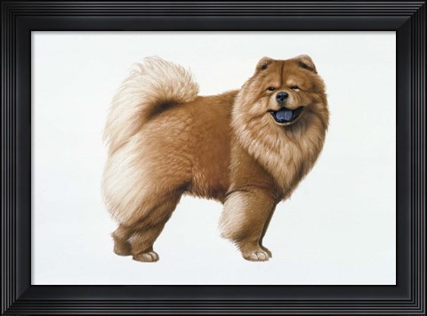 Framed Chow Chow Print