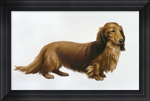 Framed Dachsund Print