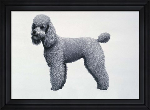 Framed Poodle Print