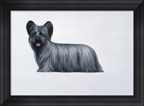 Framed Sky Terrier Print