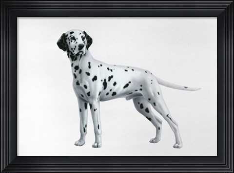 Framed Dalmatian Print