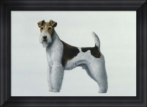 Framed Fox Terrier Print