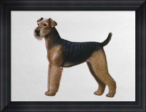 Framed Airdale Terrier Print