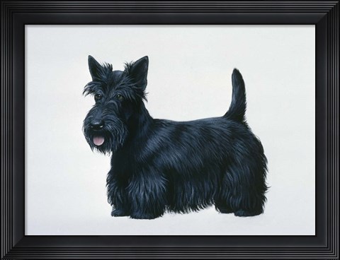 Framed Scottish Terrier Print