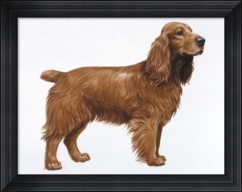 Framed Cocker Spaniel Print