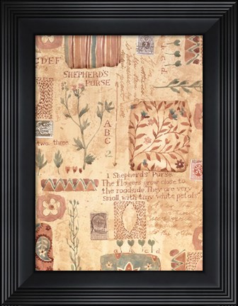 Framed Shepherd&#39;s Purse Print