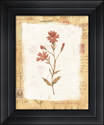 Framed Orange Flower 1 Print