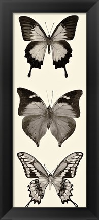 Framed Butterfly BW Panel I Print