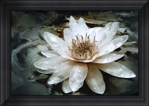 Framed Lily Light Print