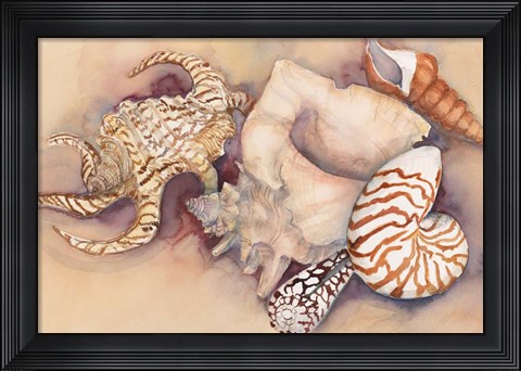 Framed Sea Shells Print
