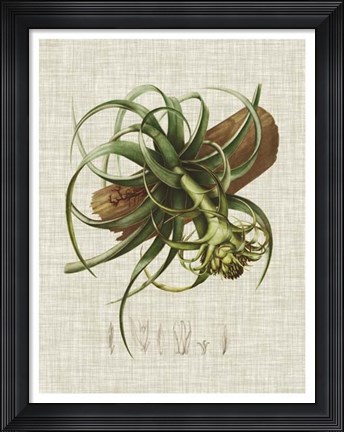 Framed Elegant Tropicals V Print