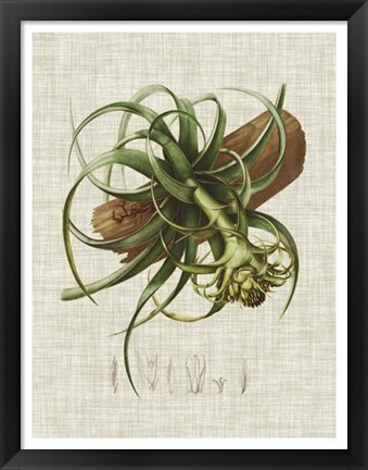 Framed Elegant Tropicals V Print