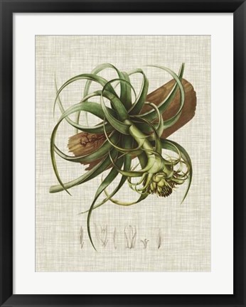 Framed Elegant Tropicals V Print