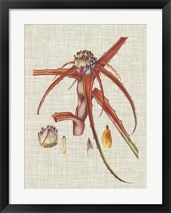 Framed Elegant Tropicals VI Print