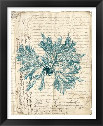 Framed Vintage Teal Seaweed VI Print