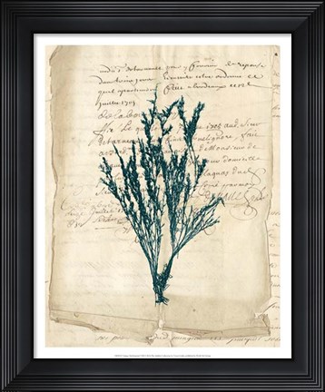 Framed Vintage Teal Seaweed VIII Print