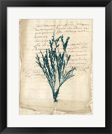 Framed Vintage Teal Seaweed VIII Print