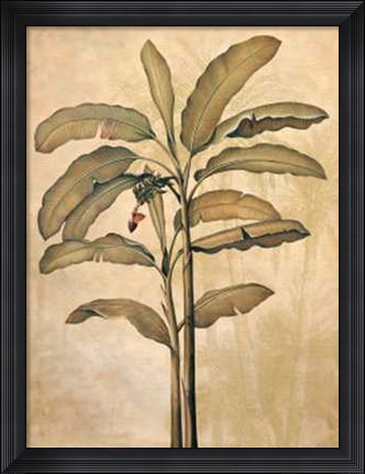Framed Palms of the Tropics II Print