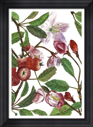 Framed Malus Melliana I Print