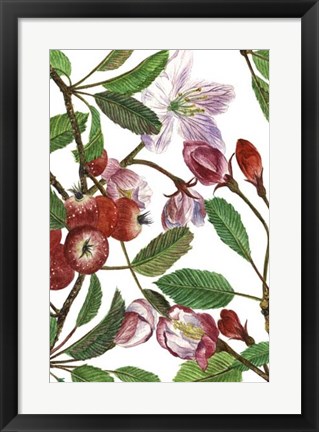 Framed Malus Melliana I Print