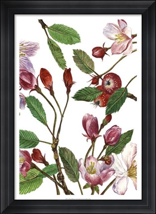 Framed Malus Melliana II Print