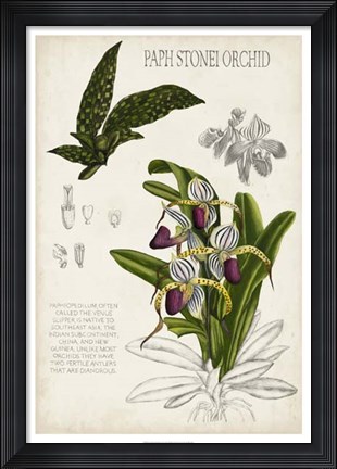 Framed Orchid Field Notes I Print