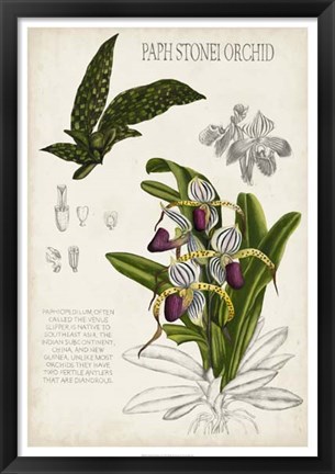 Framed Orchid Field Notes I Print