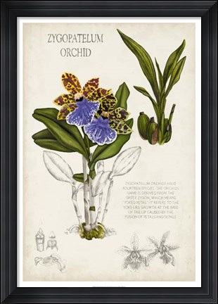 Framed Orchid Field Notes II Print