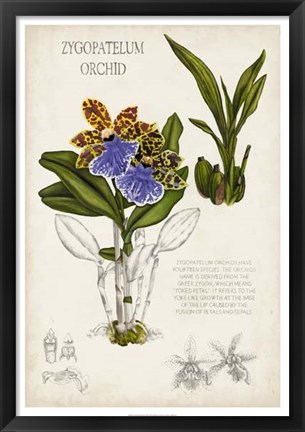 Framed Orchid Field Notes II Print