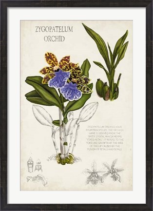 Framed Orchid Field Notes II Print