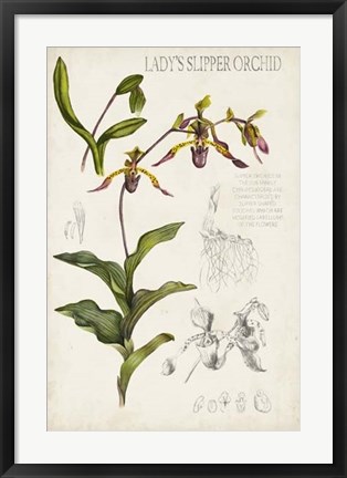 Framed Orchid Field Notes III Print