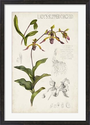Framed Orchid Field Notes III Print